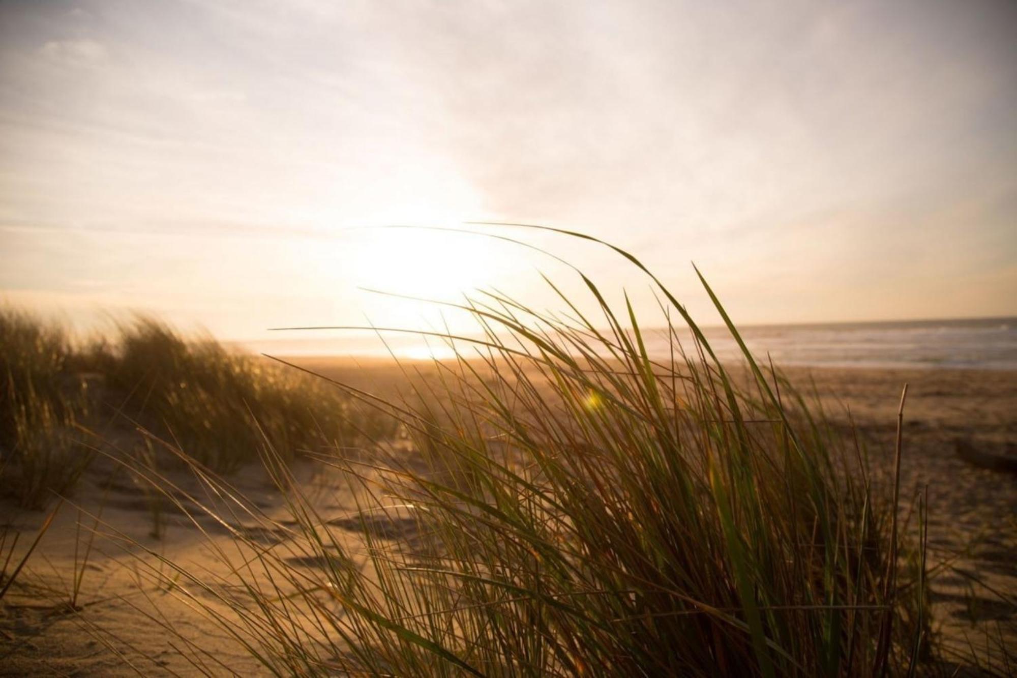Grosse Nordseewelle Ohne Hund 诺登 外观 照片