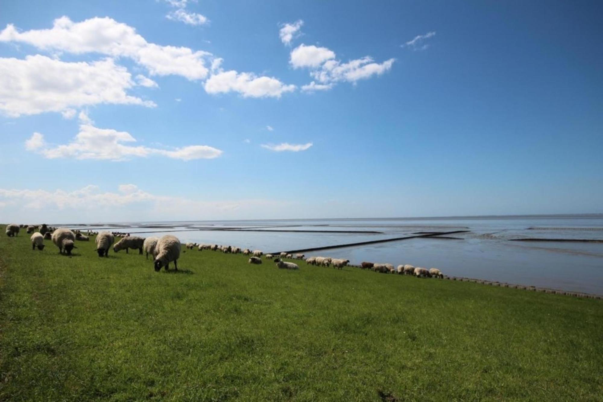 Grosse Nordseewelle Ohne Hund 诺登 外观 照片